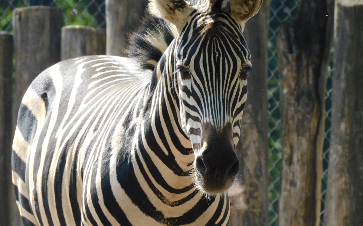 La cebra falleció esta semana en el zoológico de Chapultepec. | Sedema