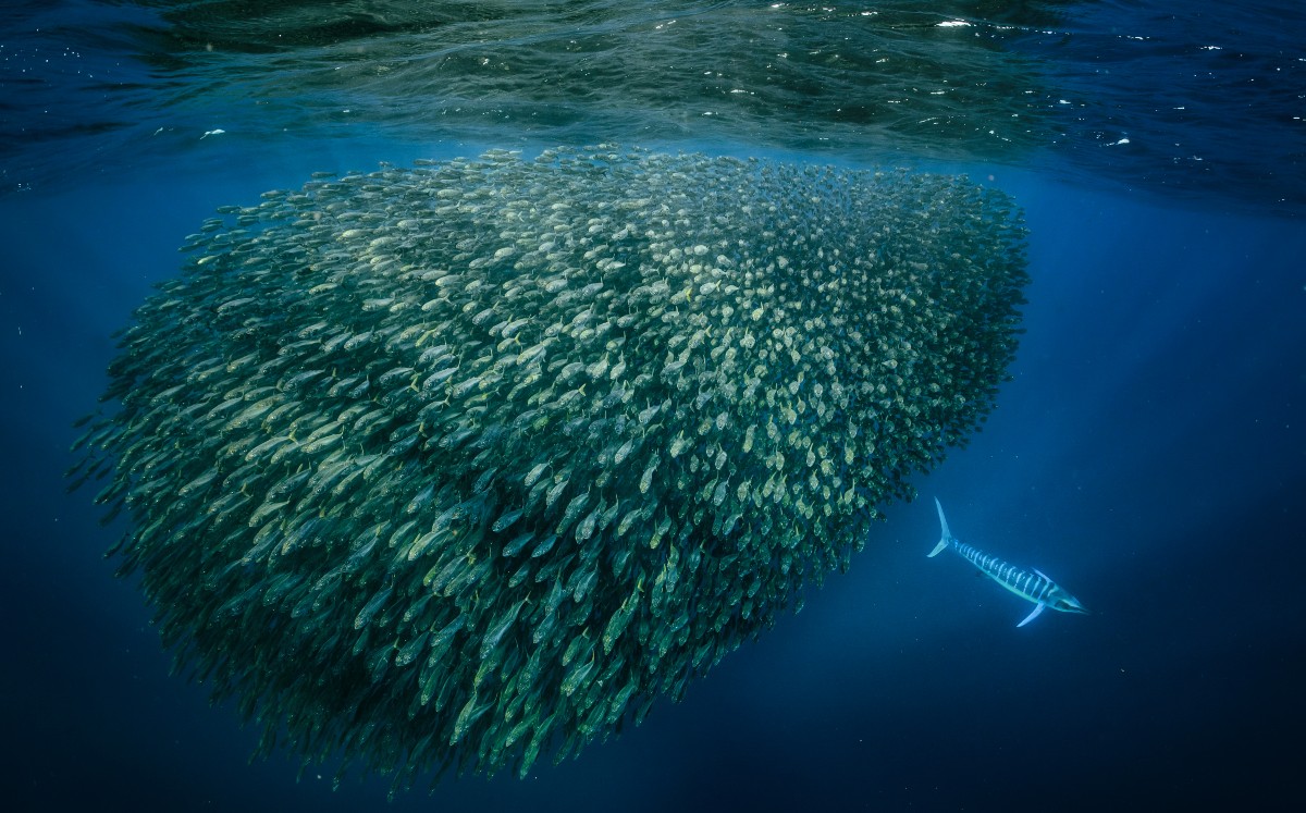 Foto: Cristina Mittermeier