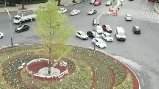 Un grupo de viveristas planta nuevo árbol de ahuehuete sobre reforma