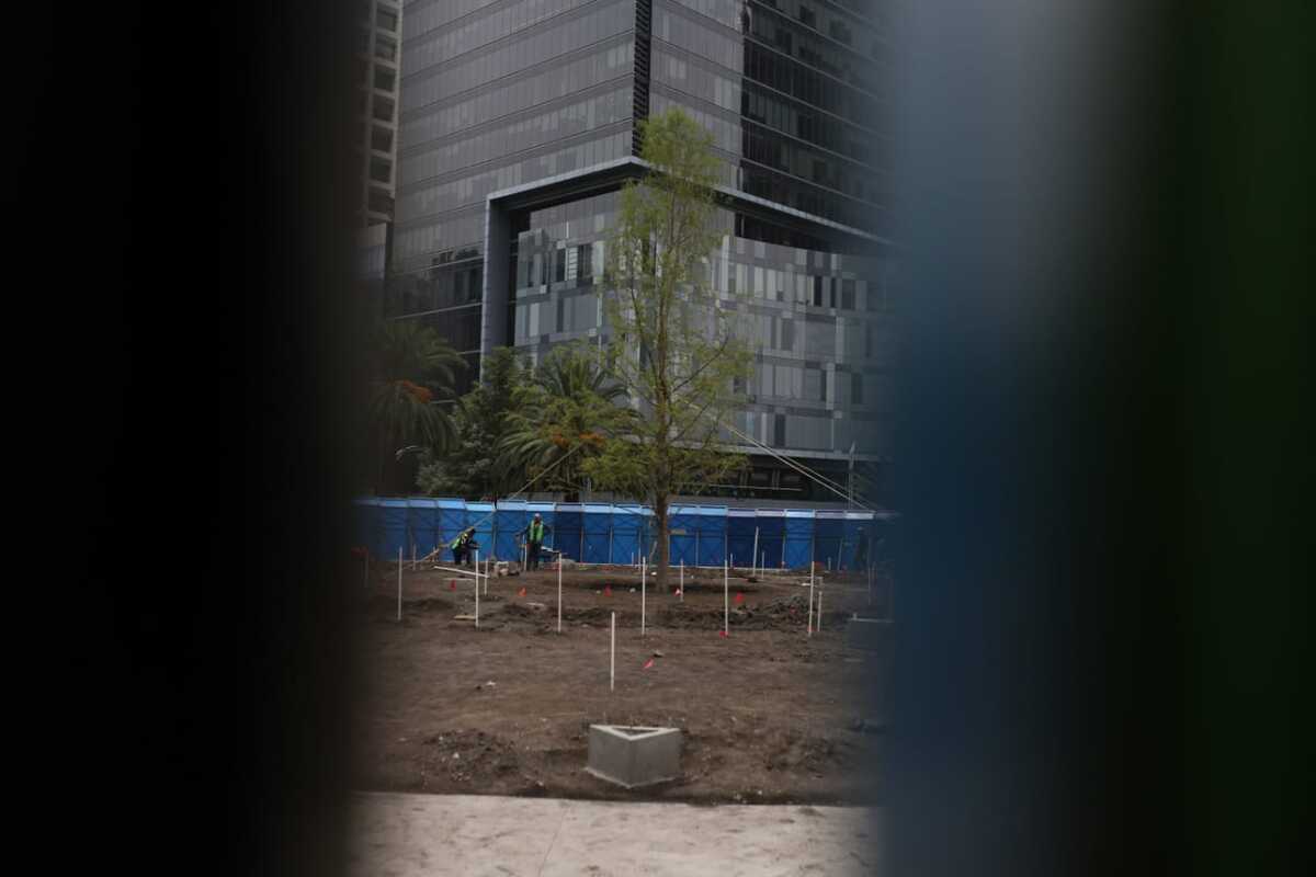 Plantan nuevo ahuehuete en Paseo de la Reforma. │ Octavio Hoyos