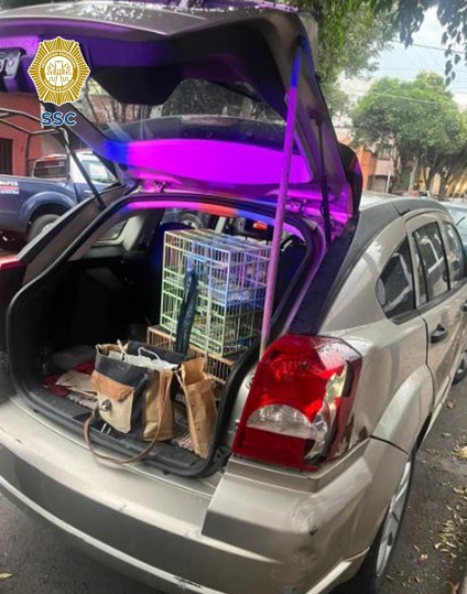 Los animales rescatados se encuentran en malas condiciones.