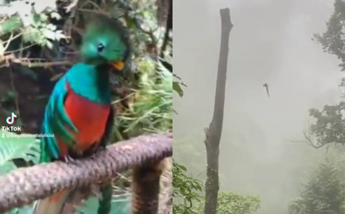 Chamán capta el elegante vuelo de un quetzal (Especial).