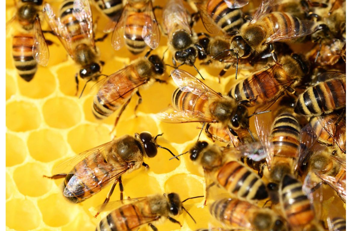 Estudios han detectado que la población de abejas ha disminuido. (Cortesía)