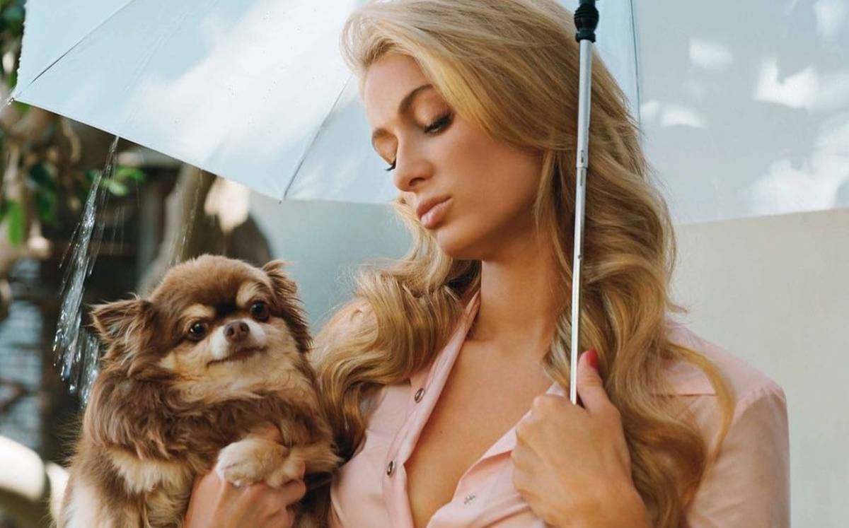 Murió perrita de Paris Hilton (Especial).