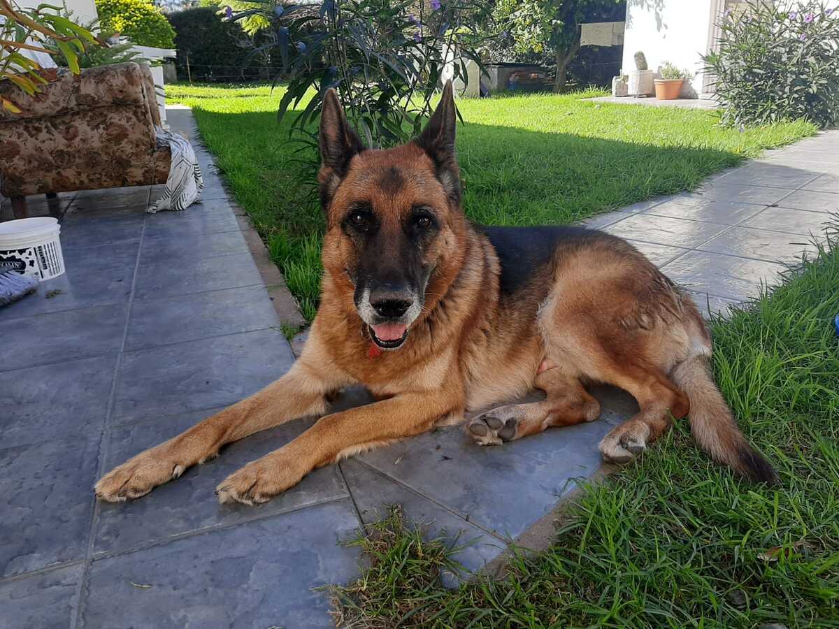 'Cash', ovejero perdido en Argentina