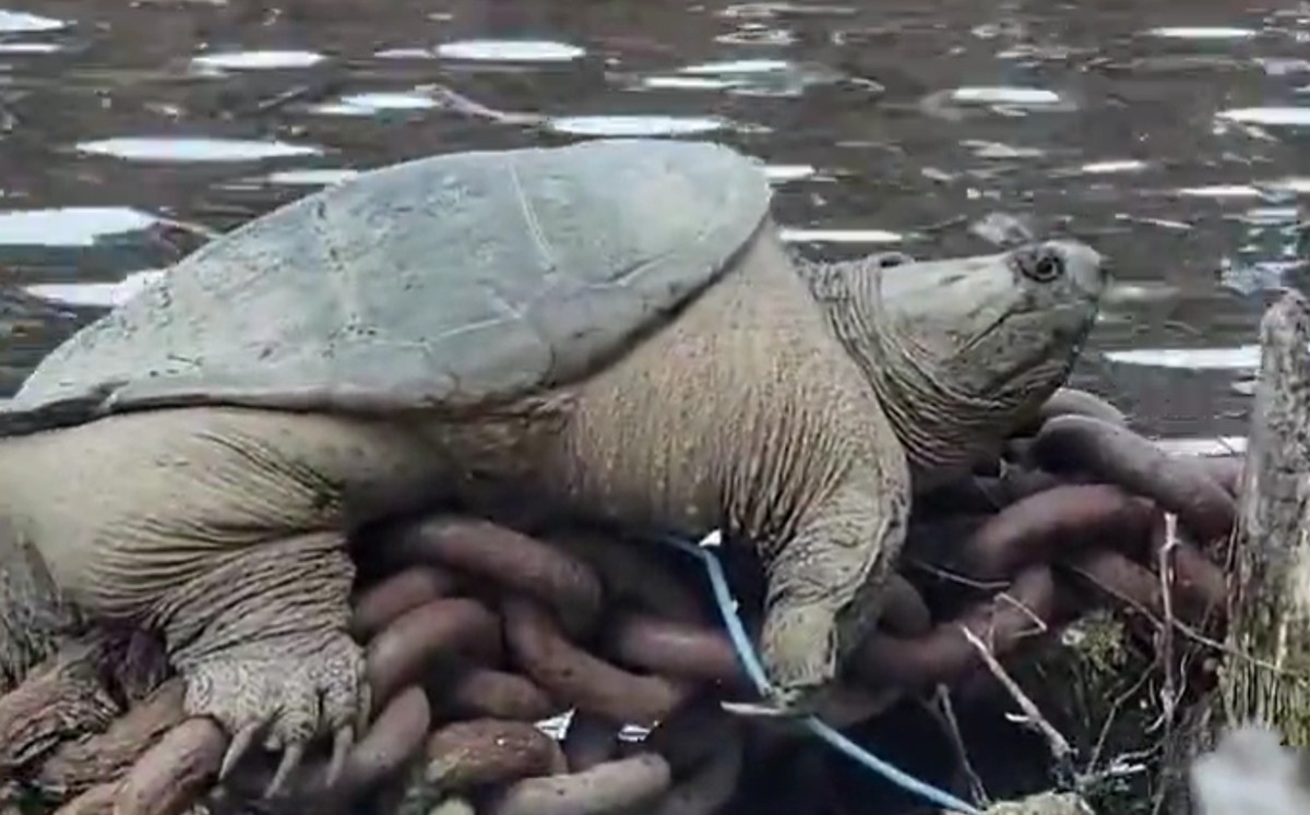 Chonkosaurus la tortuga gigante del internet encontrada en Chicago/@JoeySantore