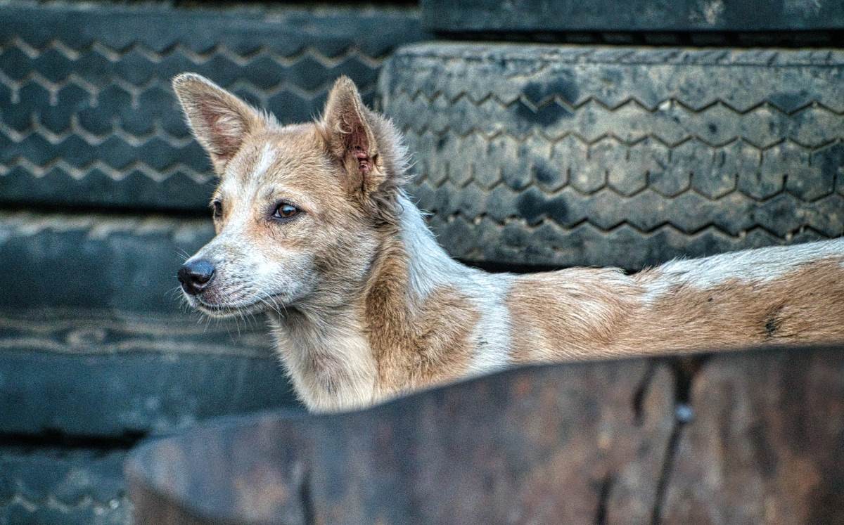 Perritos callejeros en León | Archivo