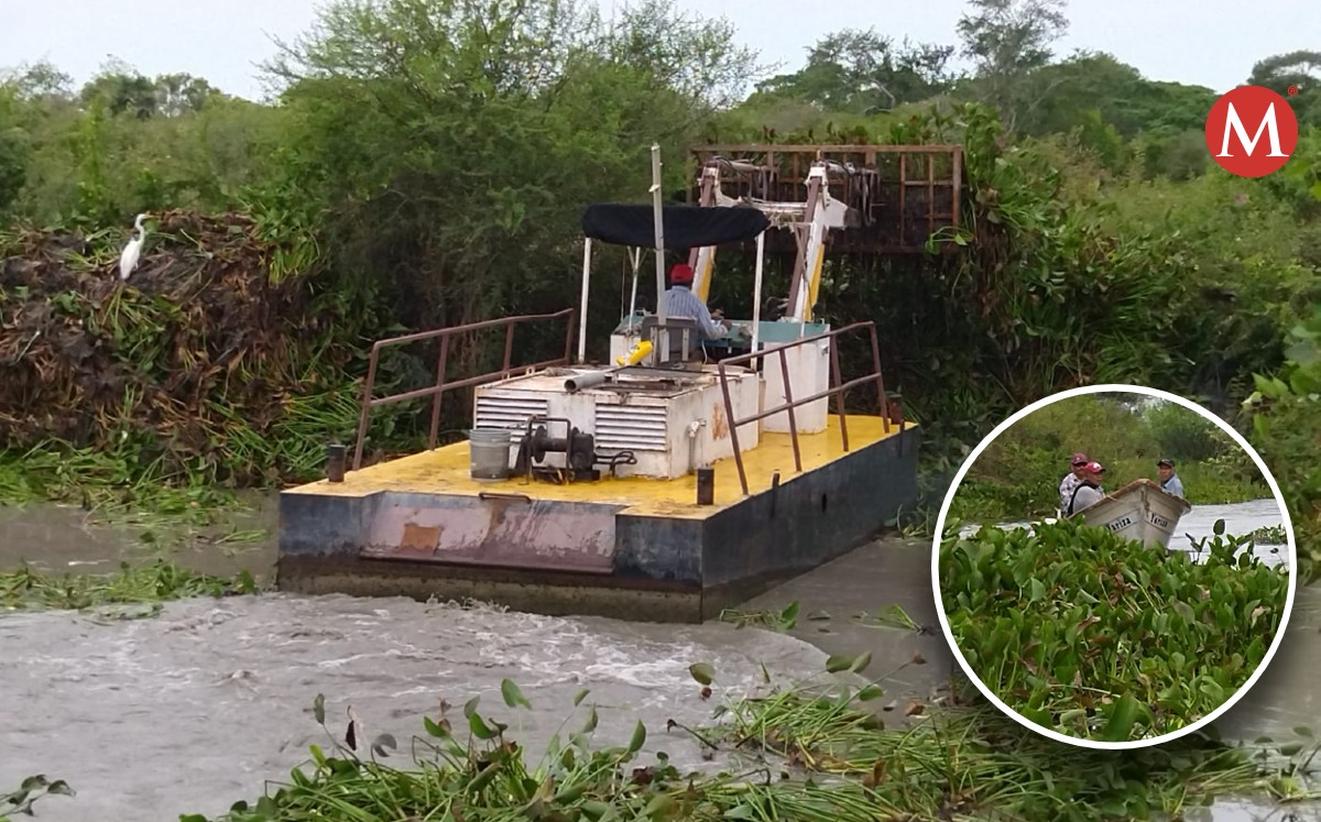 Realizan limpieza de lirio acuático en laguna del Chairel en Tampico
