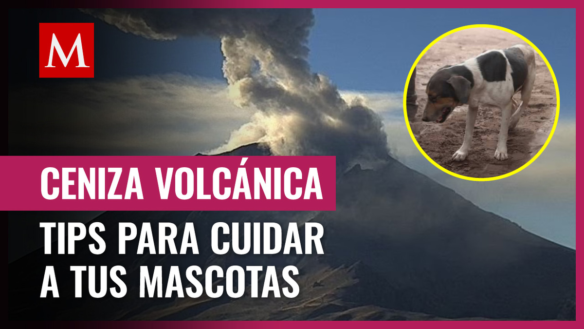 ¿Cómo PROTEGER a tus mascotas de la caída de ceniza volcánica?