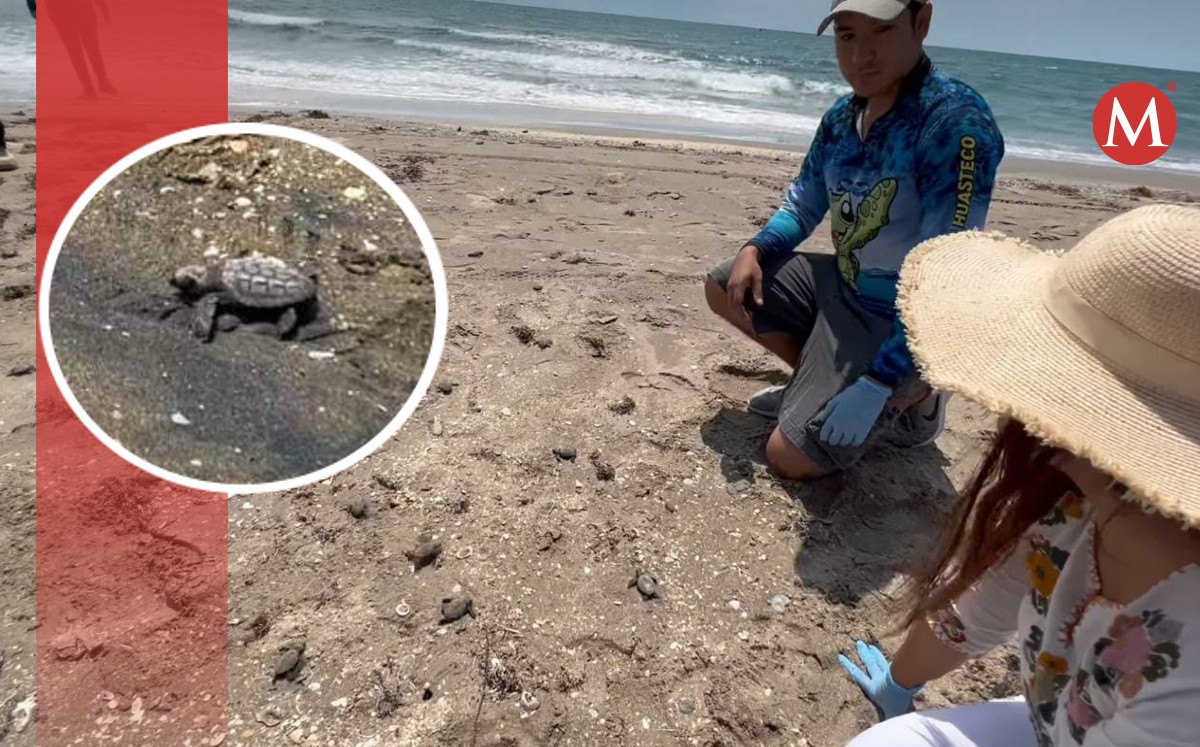 Liberan 130 tortugas lora en playa Hermosa en Pueblo Viejo, Veracruz