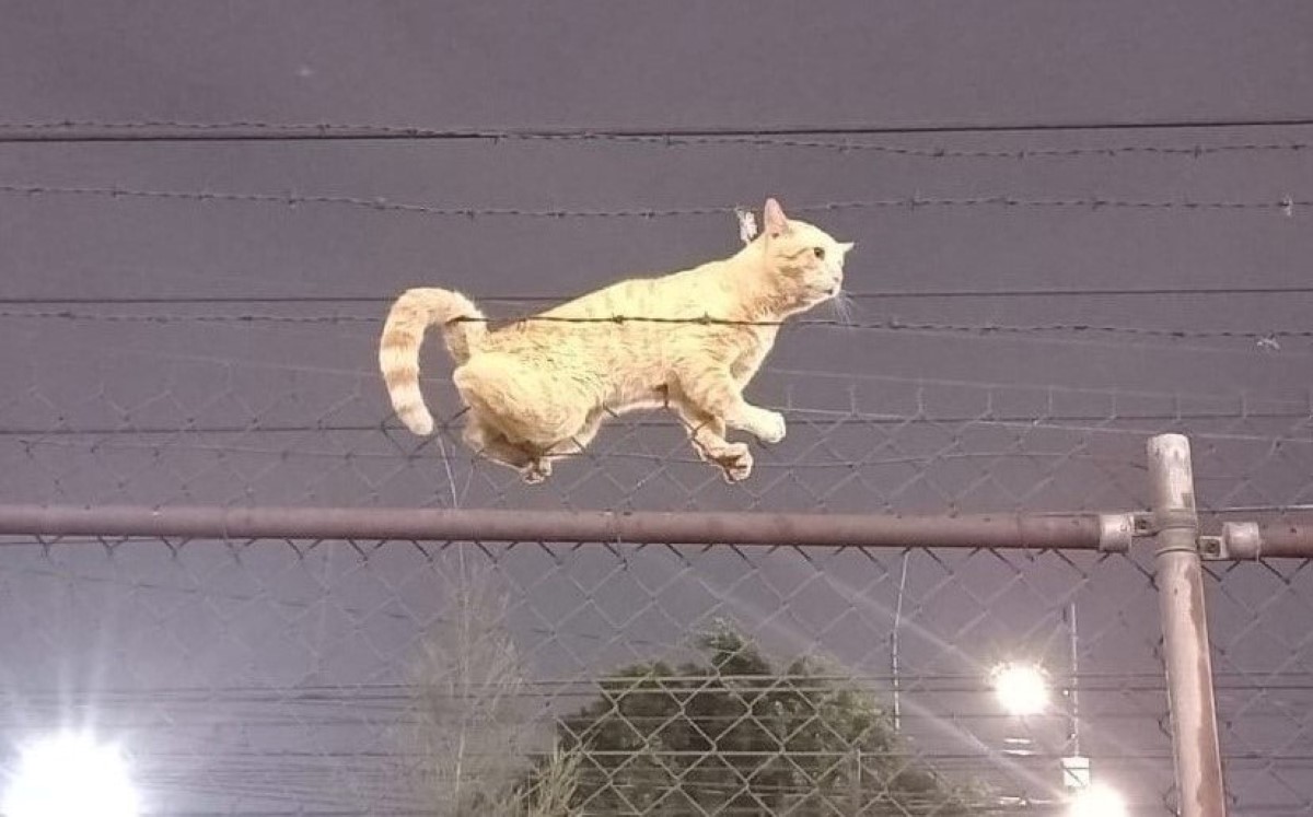 El gatito quedó atorado en el alambrado del Metro Santa Martha. | SSC