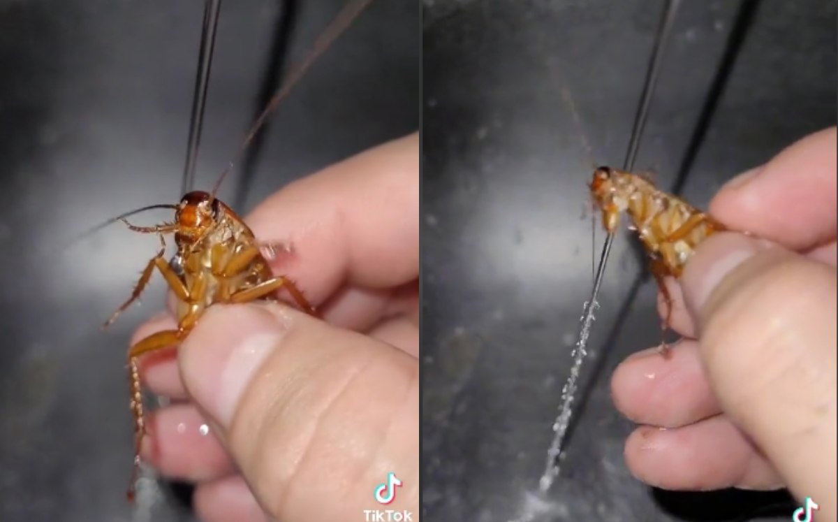 Hombre baña a cucaracha | Captura