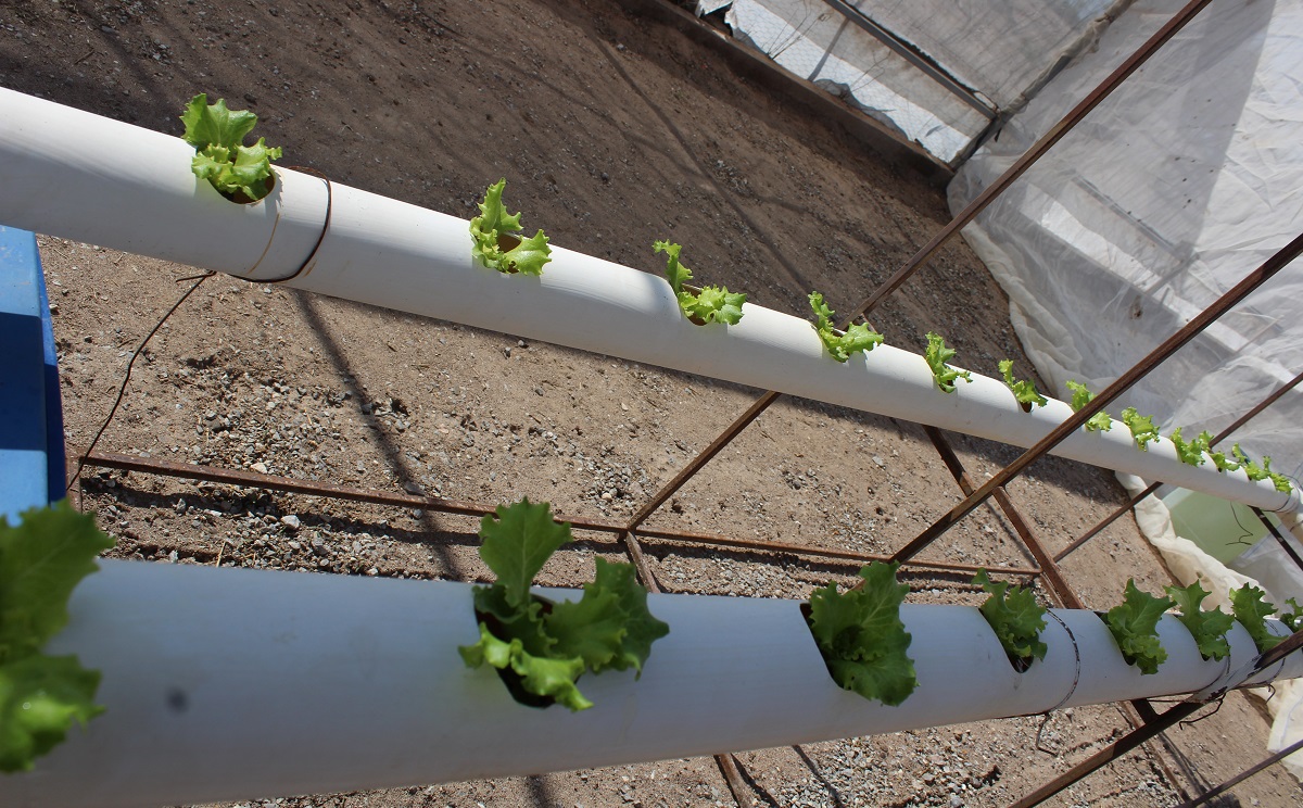 La idea es aprovechar al máximo los nutrientes de las plantas, así como disminuir el uso de agua. (Claudia Luévano)