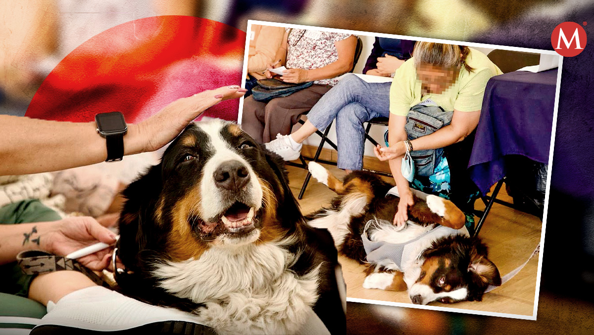 Laika y Klein, perritas de apoyo emocional | Diseño Milenio/ Especial