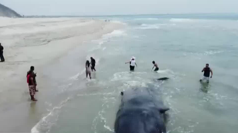 En Oaxaca, autoridades piden a Profepa enterrar a ballena que murió varada