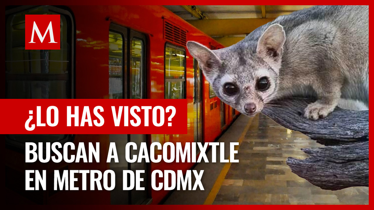 Metro CdMx busca CACOMIXTLE que pasea por vías de la Línea 7; ¡Si lo ve, denúncielo!