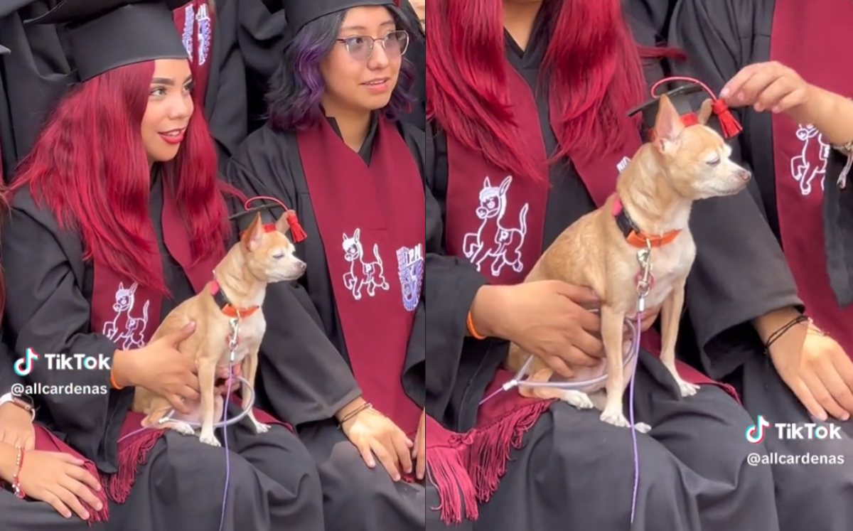 Perrito con birrete se vuelve viral | TikTok