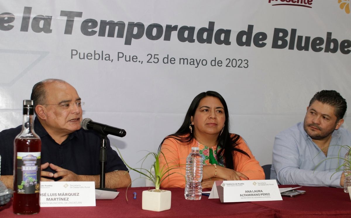 Presentan temporada de blueberry | Agencia Enfoque