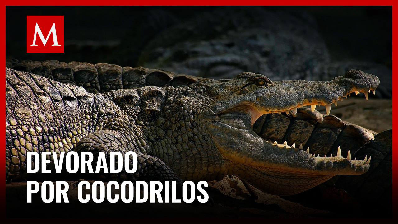 En Camboya, hombre es despedazado por cocodrilos tras caer a hábitat