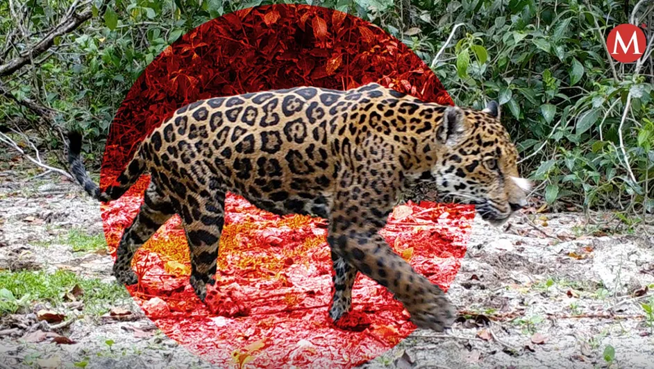 La inteligencia artificial es la protección y monitoreo de una reserva natural de Yucatán