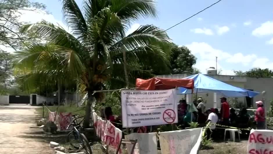Manifestantes protestan en contra de una granja que ha provocado contaminación en el agua en Mérida