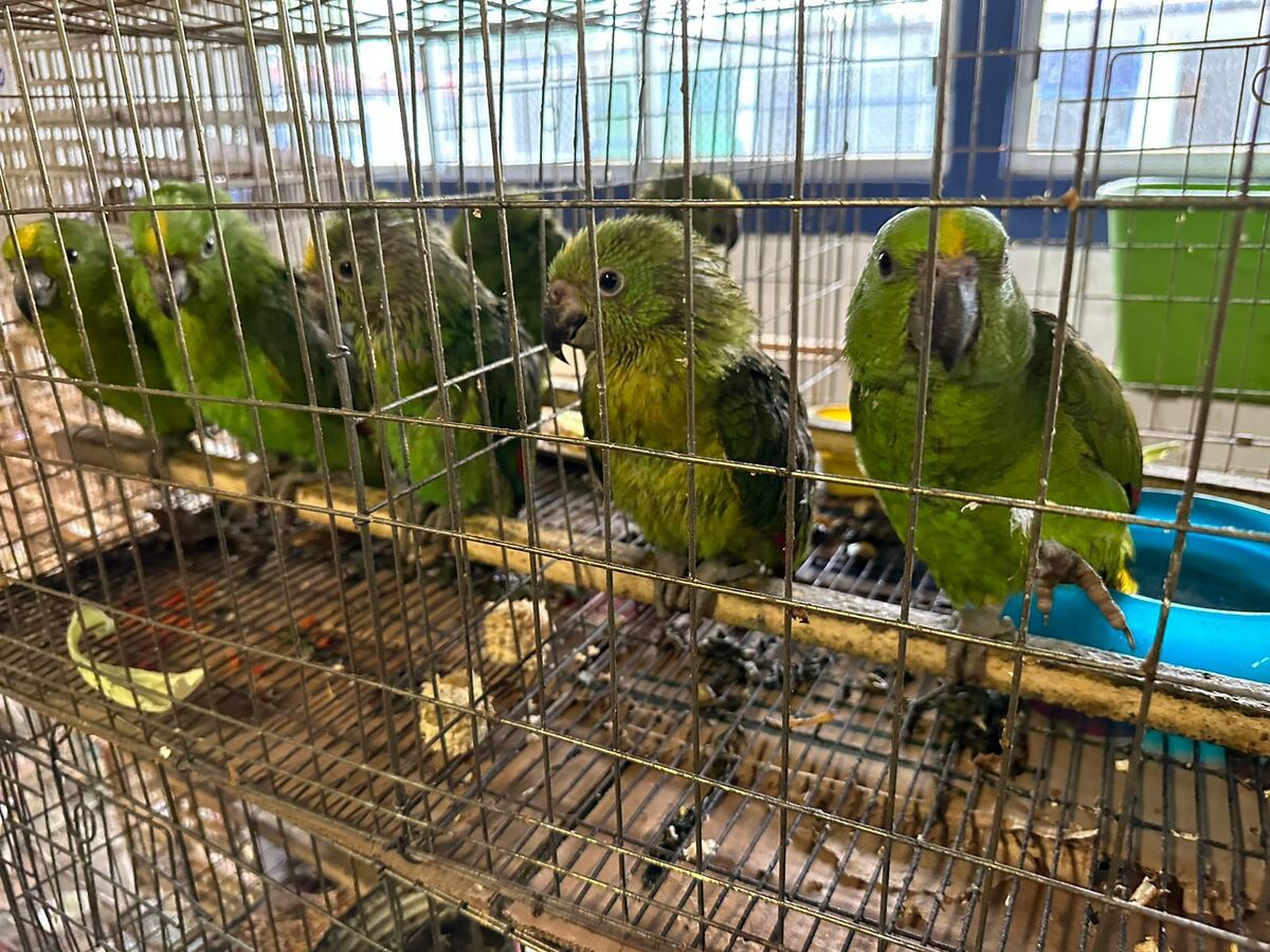 Loros decomisados | Especial
