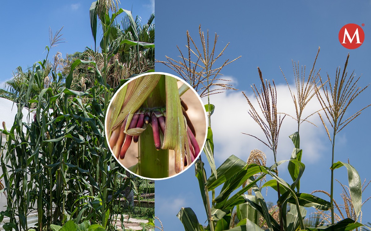 Obtienen en Tamaulipas una nueva variedad de maíz nativo