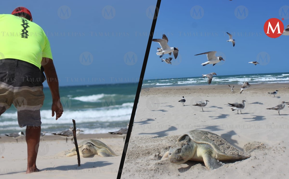 Se registra arribo masivo de tortugas Lora a playa Miramar