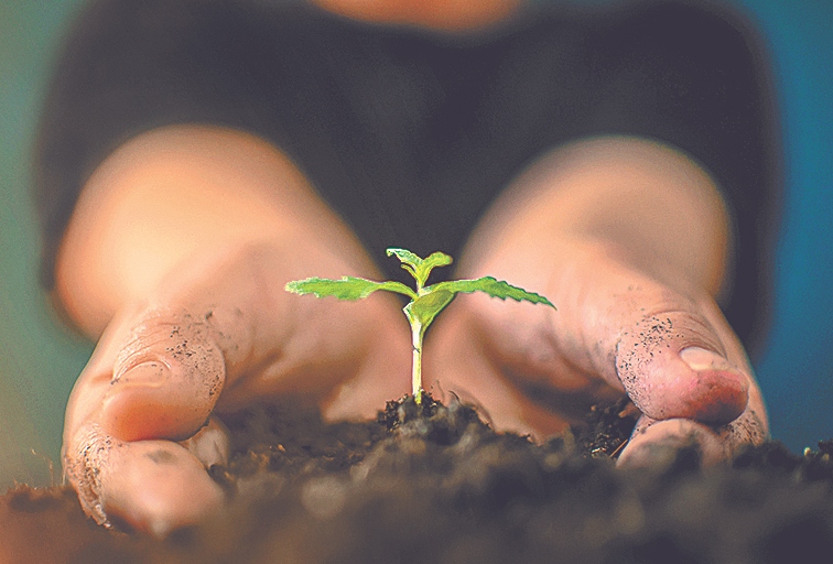 Semilla, ese prodigio tecnológicoque genera la vida. SHUTTERSTOCK
