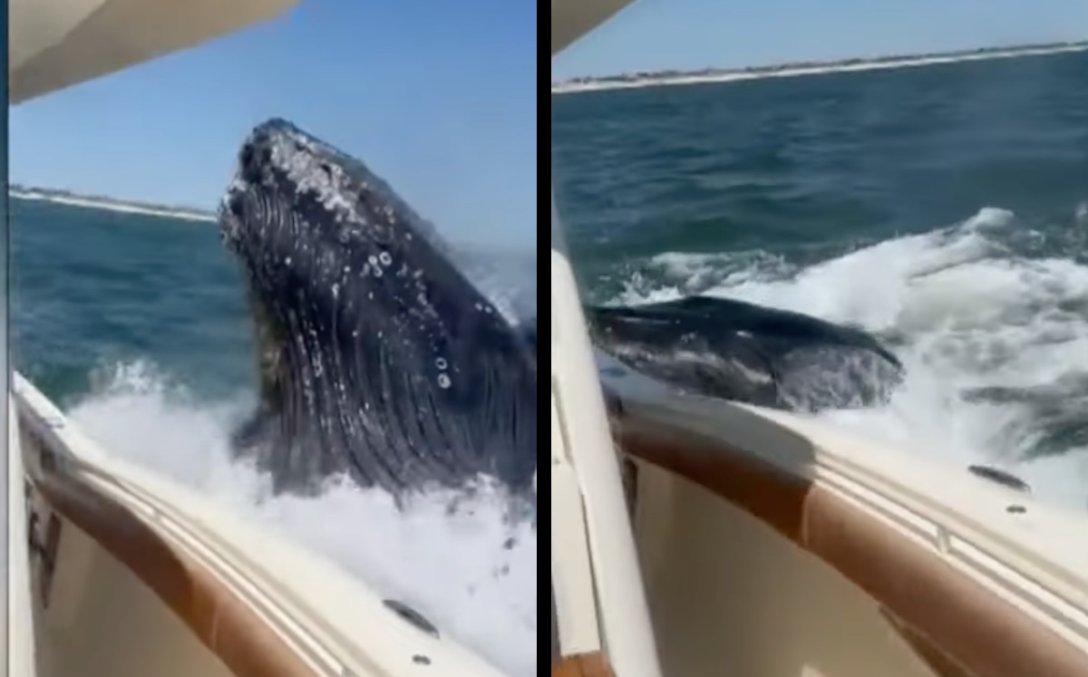 Los tripulantes de un yate sufrieron el ataque de una ballena jorobada | ESPECIAL