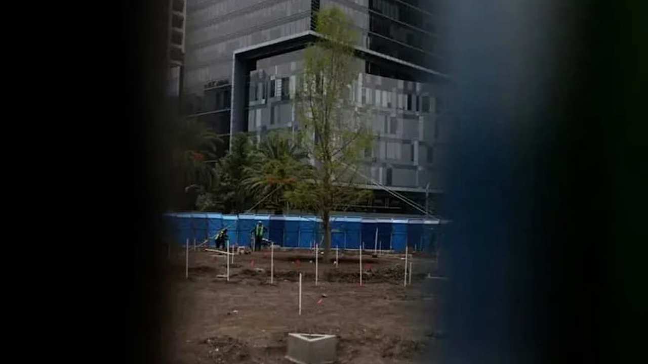Vinculan a proceso a hombre que arrojó cemento al Ahuehuete de Paseo de la Reforma