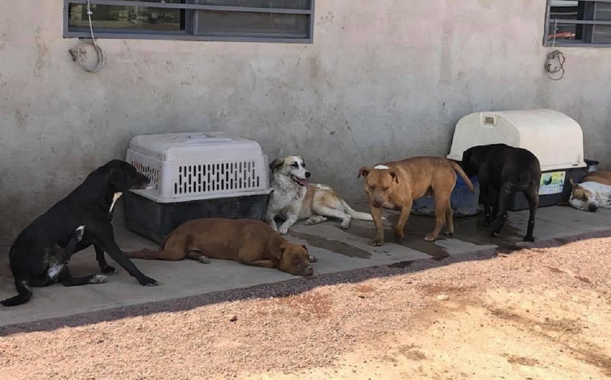 Albergue canino de Mascotas en Familia. (cortesía)