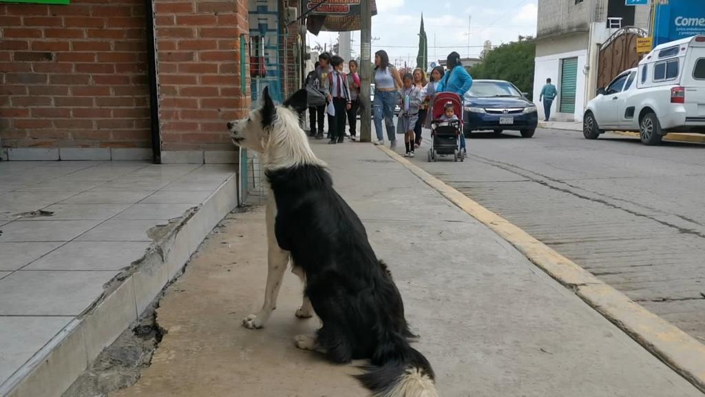 “Fui a comprar un jabón y escuché un grito de mi perro", narró el dueño de Scooby. | Especial