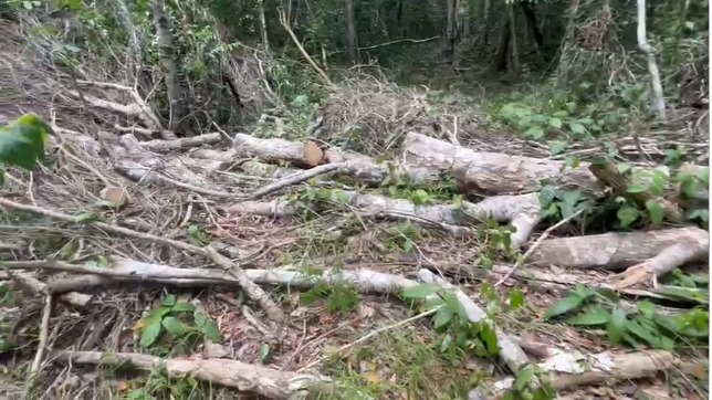 Ejidatarios de Leona Vicario denuncian tala ilegal de árboles | Especial