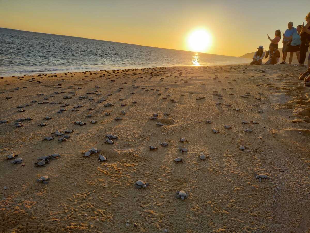 La experiencia es compartida a los huéspedes de Pueblo Bonito | Especial