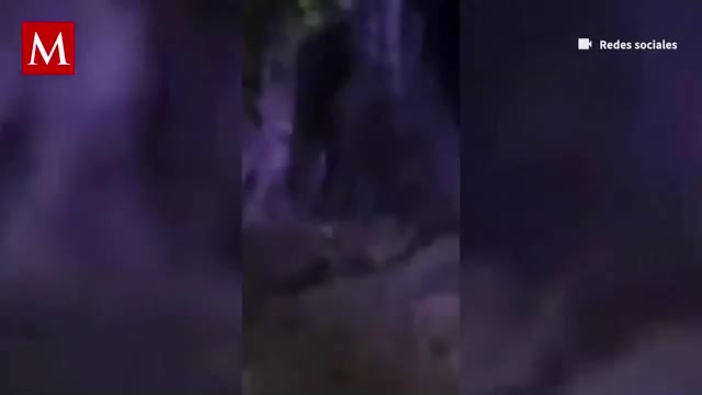 Pobladores de Villa de Tezontepec reportaron el hallazgo de un gorila