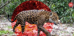 IA monitorea reserva natural en Yucatán