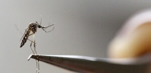 Zancudo aedes aegypti, responsable de la transmisión de dengue (Reuters)