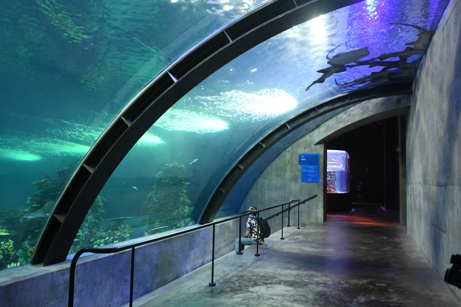 El acuario estará abierto todo él año de 10 de la mañana a 6 de la tarde | Especial