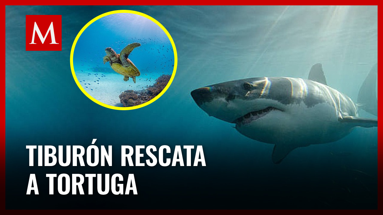 Tiburón rescata a tortuga: El impresionante video que se volvió viral