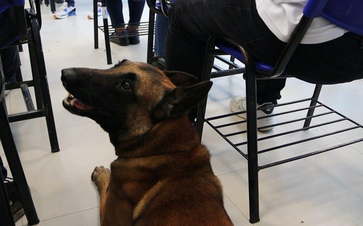 Caninos realizan inspecciones.