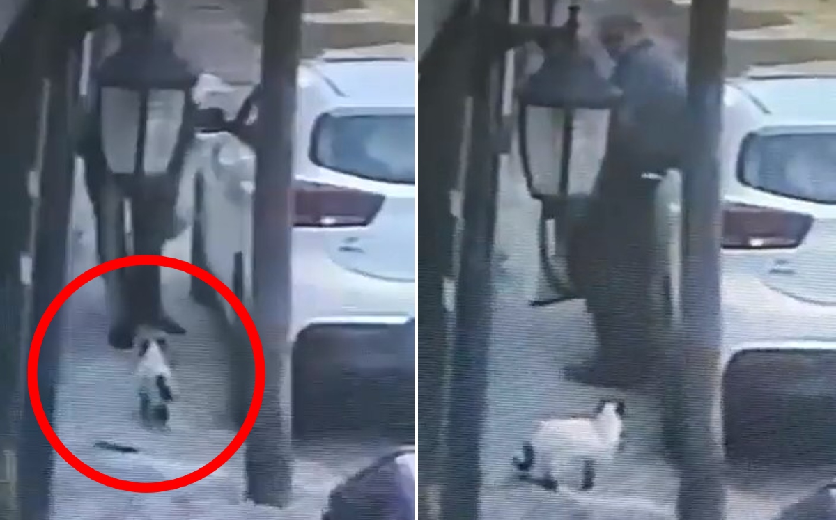 El hombre atacó al gato en la colonia Miraflores. | Especial