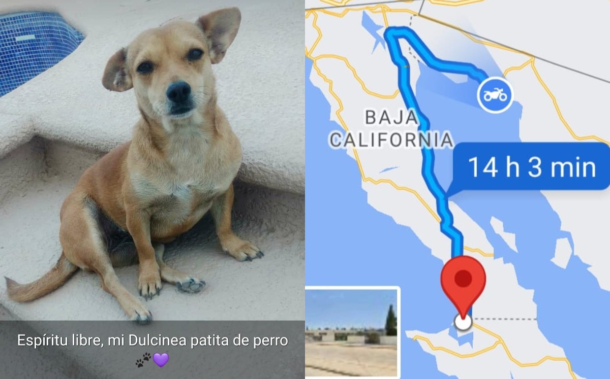 La perrita lleva de nombre 'Dulce Dulcinea'. (Cortesía)
