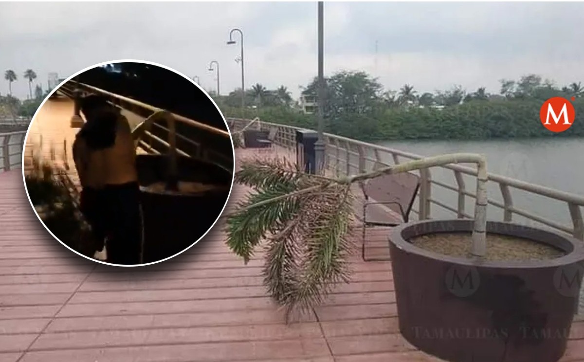 Localizan a joven que destrozó palmeras en la Laguna del Carpintero