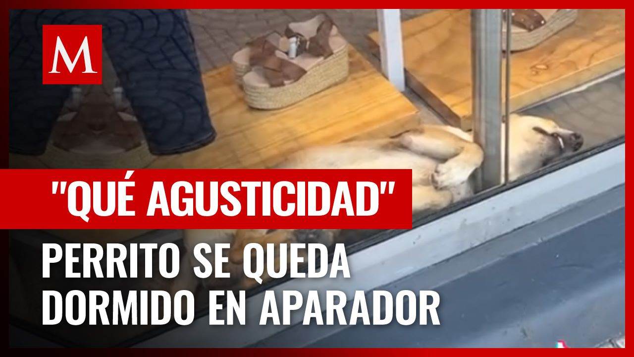 Video viral de un perrito callejero durmiendo en una tienda que enterneció a todos