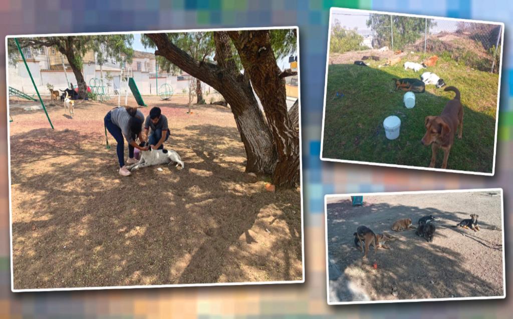Aunque no nacieron con la fortuna de pertenecer a un hogar, sí tuvieron la buena suerte de llegar a una gran familia.
