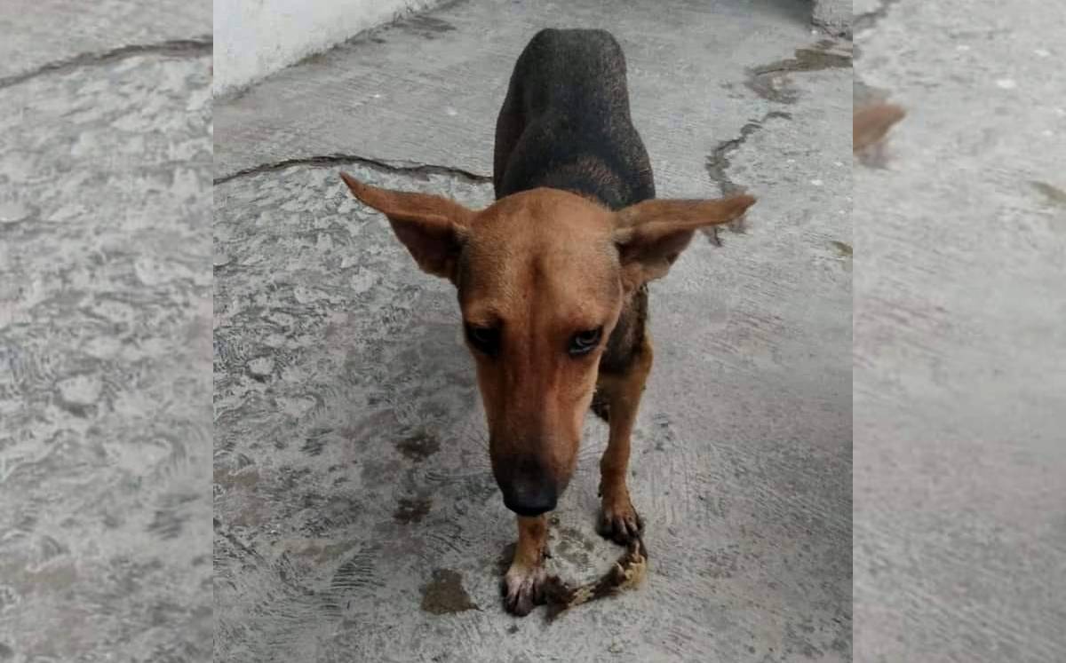 La perrita es cuidada por elementos del Ayuntamiento municipal. Foto: (Especial).