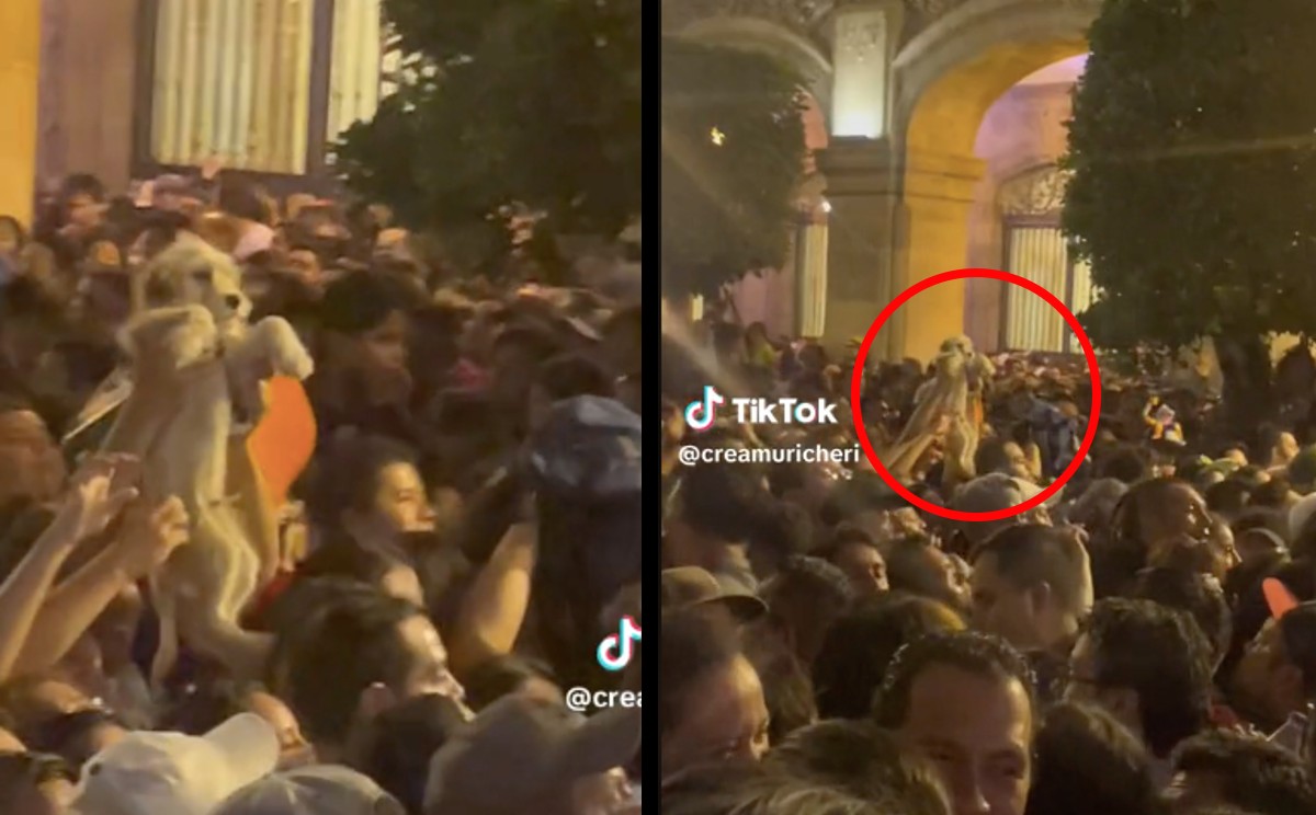 Perrito en concierto de los Fabulosos Cadillacs. | ESPECIAL