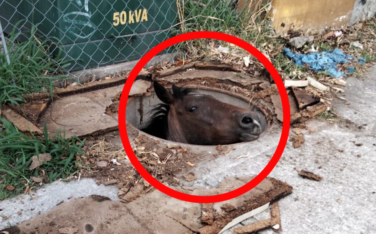 El caballo fue rescatado con apoyo de una camioneta. | Facebook