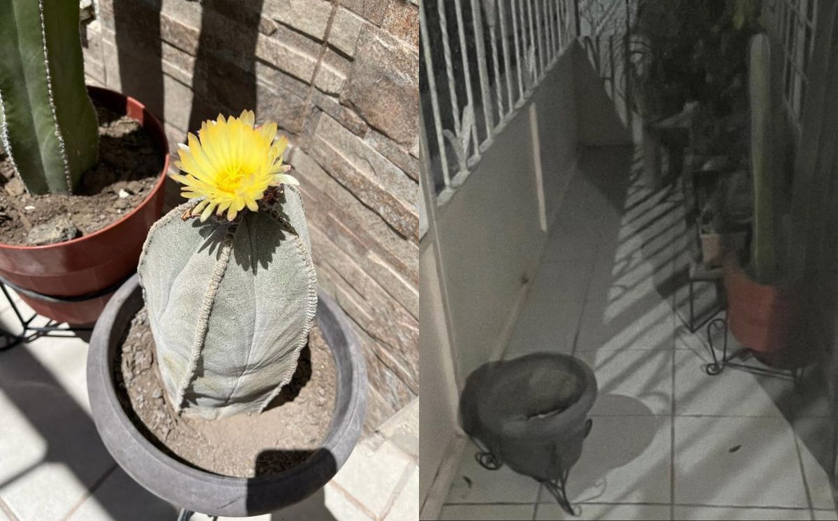 El ladrón iba preparado con un alambre con el que la jaló, metió las manos, sacó el cactus de la tierra y se fue corriendo. (Facebook)